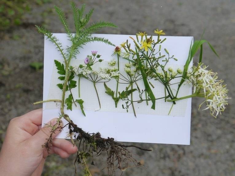 Eine Karte mit aufgeklebten Pflanzen, die von einer Person gehalten wird.